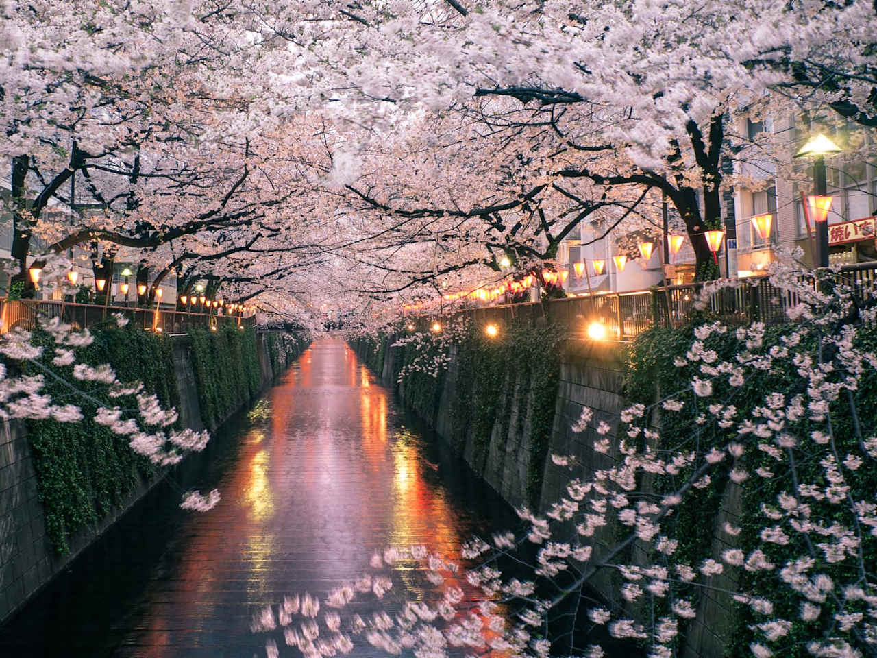Meguro Fluss während der Kirschblütenzeit in Tokio, Japan.