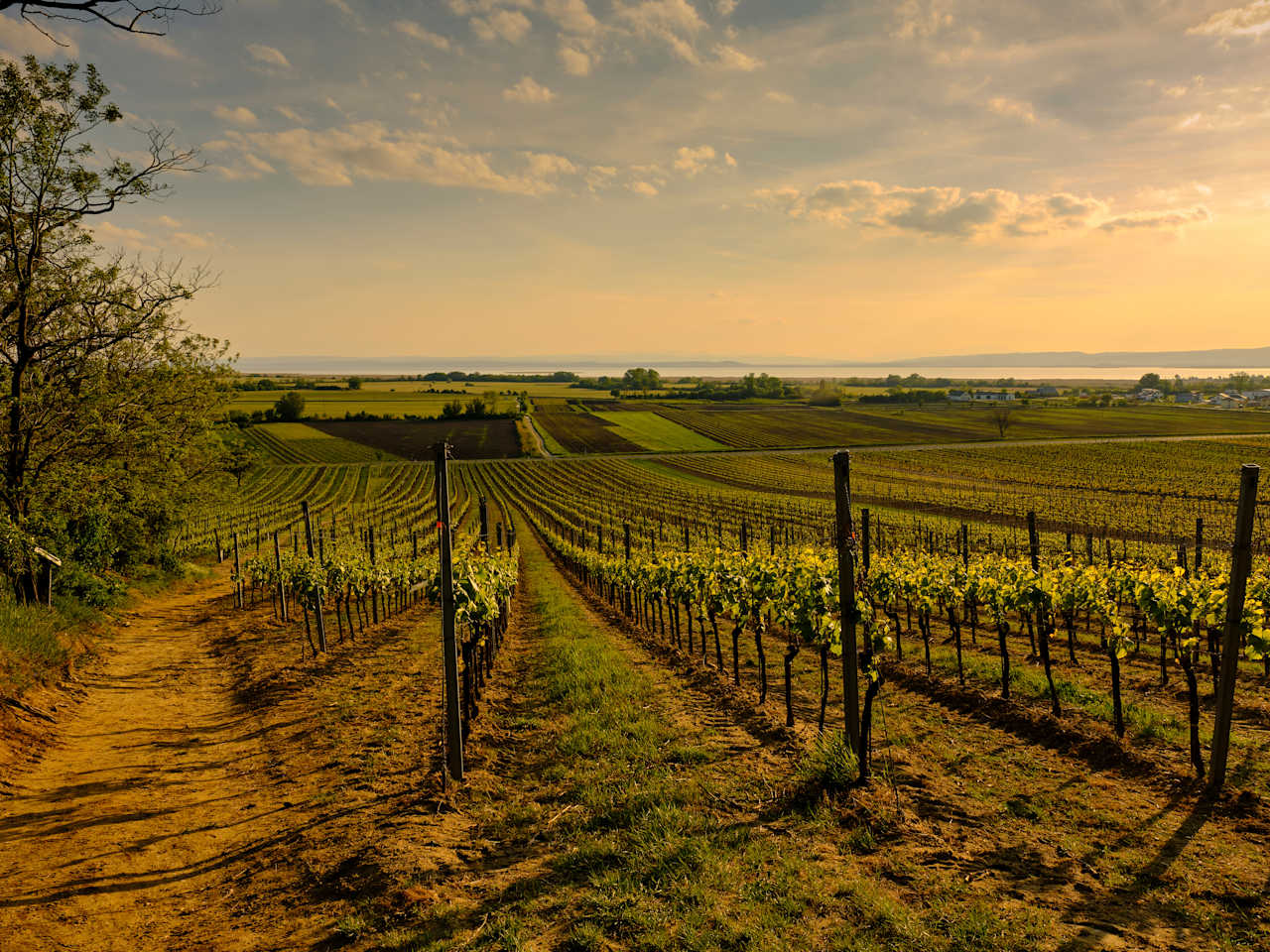 Die Region um Podersdorf © dina - stock.adobe.com