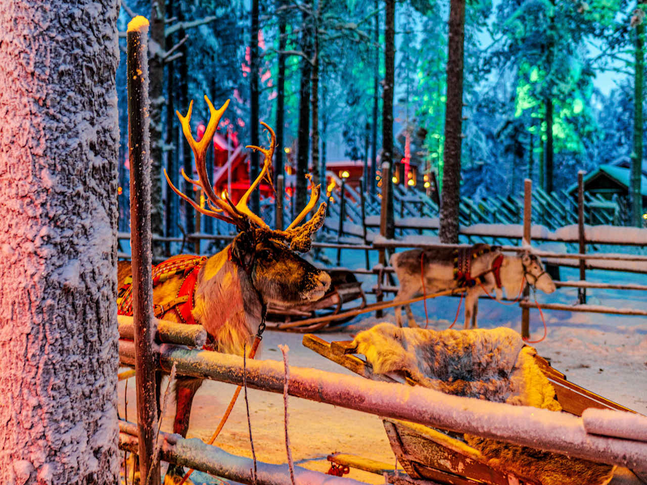 Rentiere in Rovaniemi, Lapland.