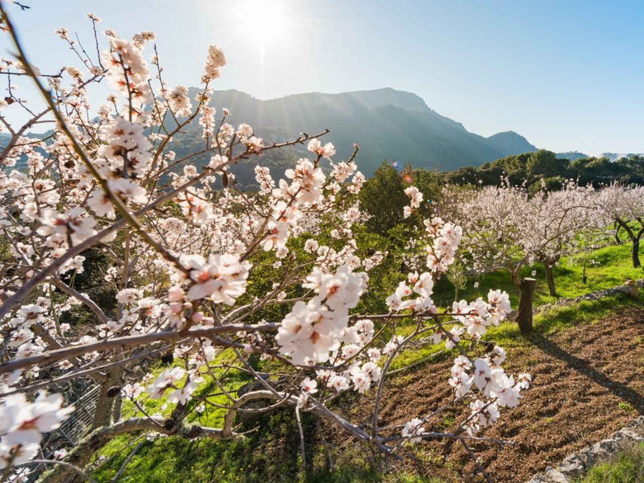 Auf Mallorca blühen und duften die Mandelbäume wieder. © iStock via Getty/Sebastian Adrover Camps