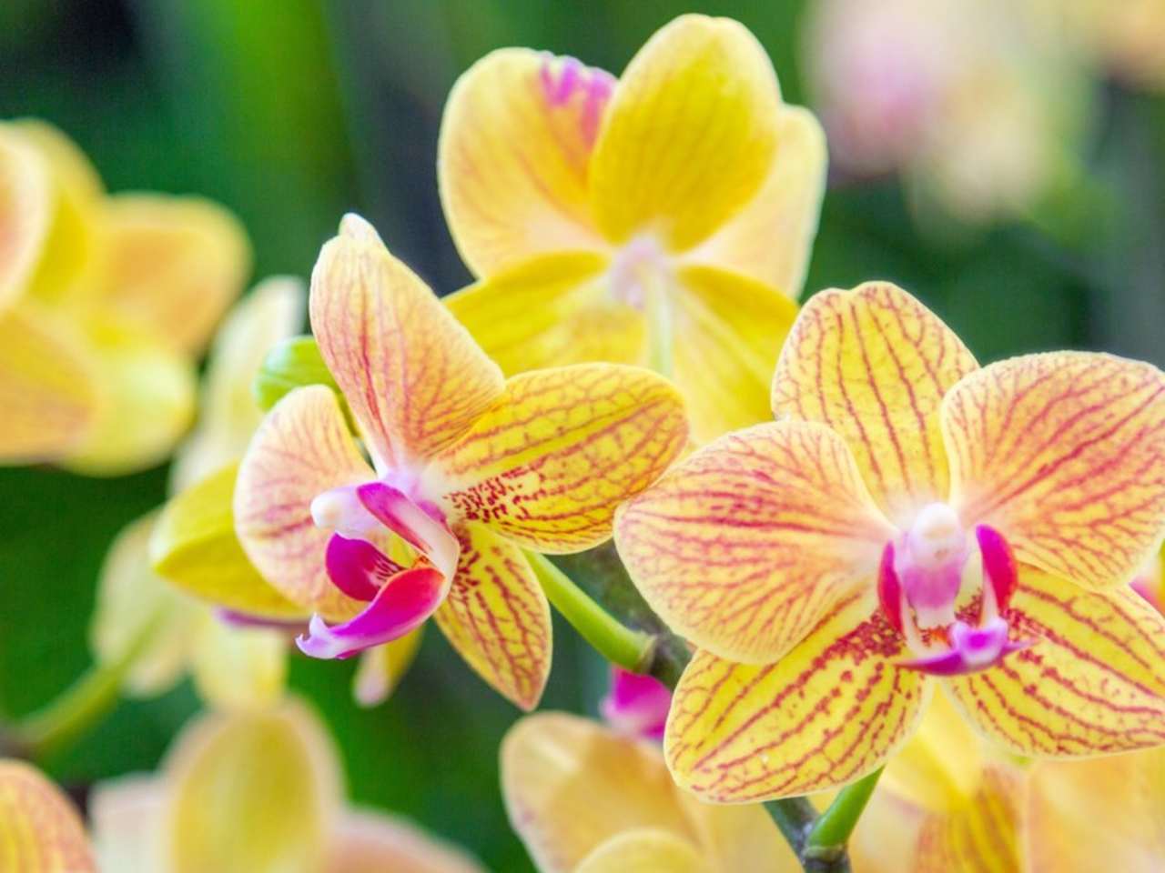 Zwischen April und Oktober finden deutschlandweit vier Landesgartenschauen statt. © istock/huettenhoelscher