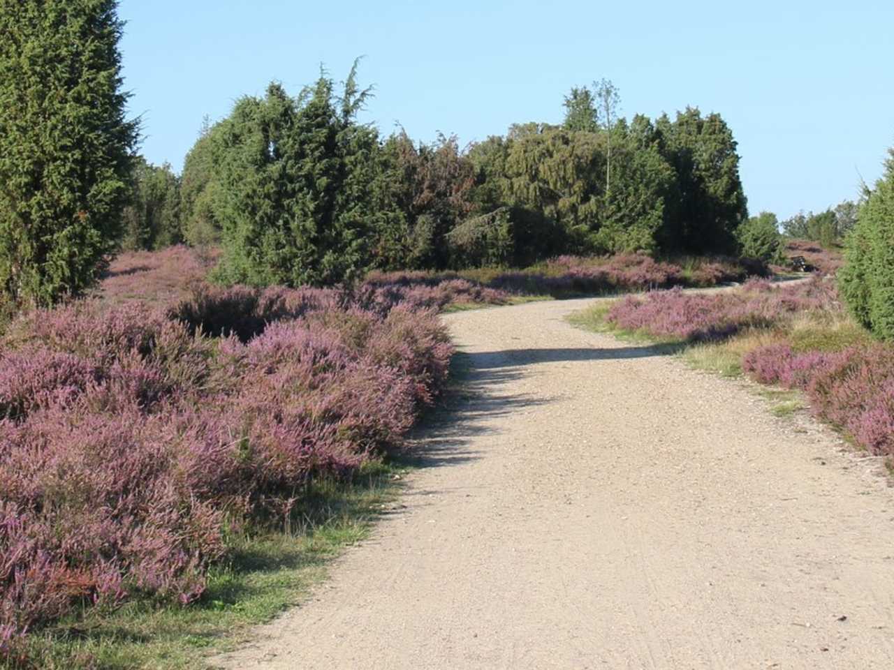 Zwischen August und September erstrahlt die Lüneburger Heide in sattem Lila. © Sandra Lorenzen-Mueller/Shutterstock.com