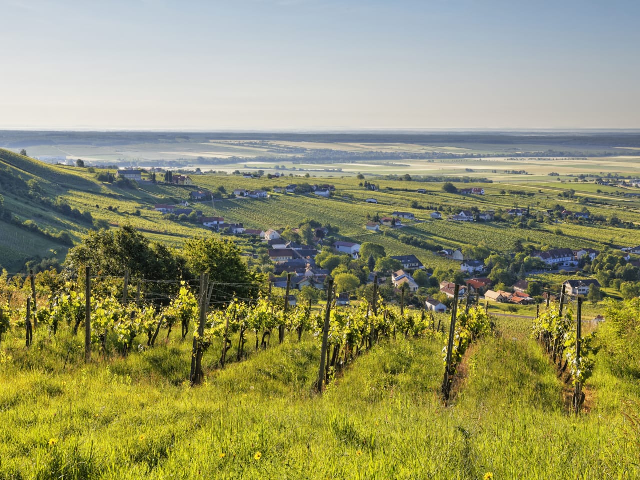 Weinfelder in Oberwart, Burgenland, Österreich
