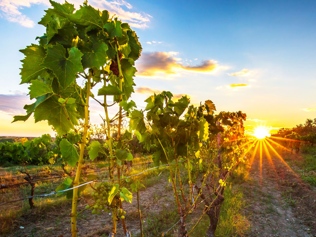 Sonnenuntergang an einem Weinberg in Istrien, Kroatien