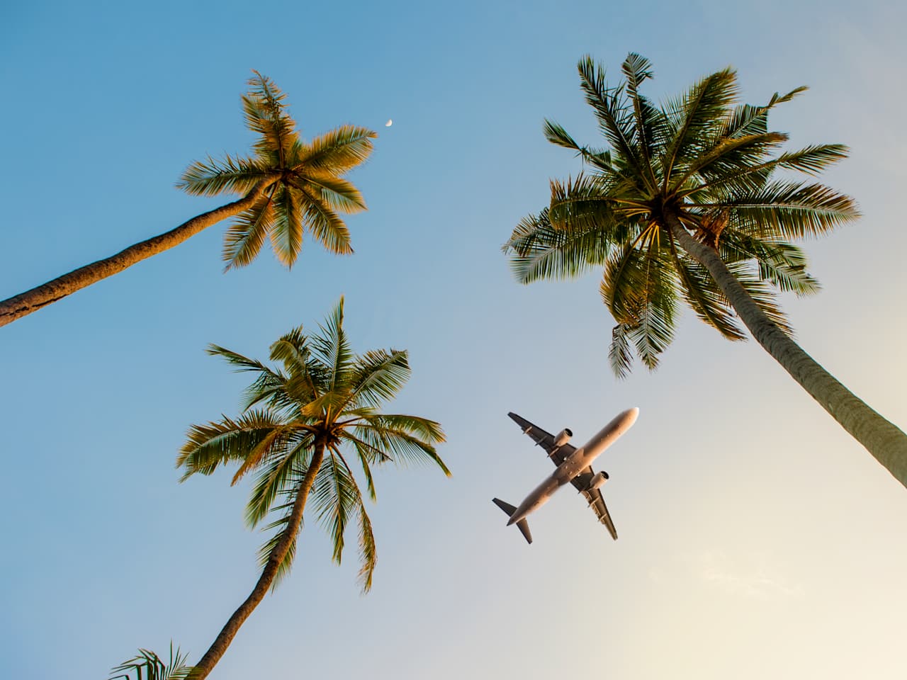 Flugzeug im Himmel über Palmen