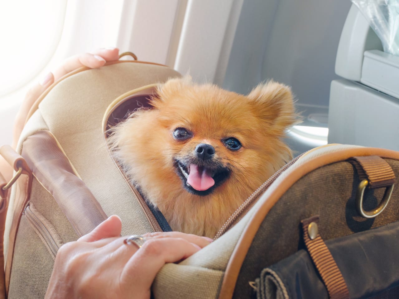 Hund in Tasche im Flugzeug.