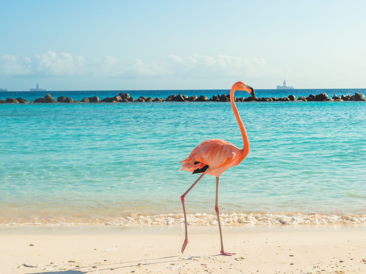 Strandidyll mit exotischem Vogel – ein Flamingo unterwegs am Beach von Renaissance Island, Aruba © PhotoSerg - stock.adobe.com
