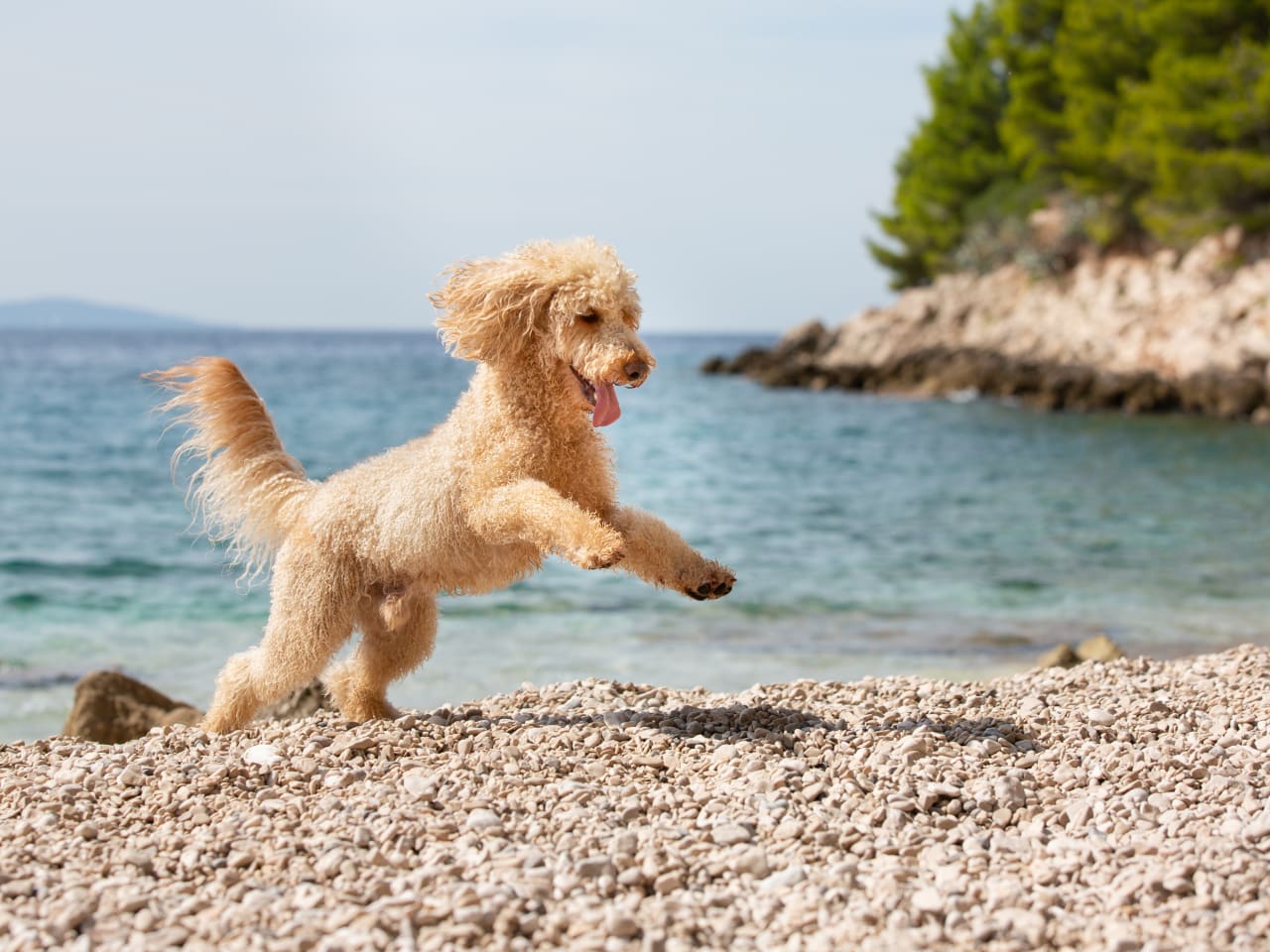 Hund am Strand der Insel Brac, Kroatien.