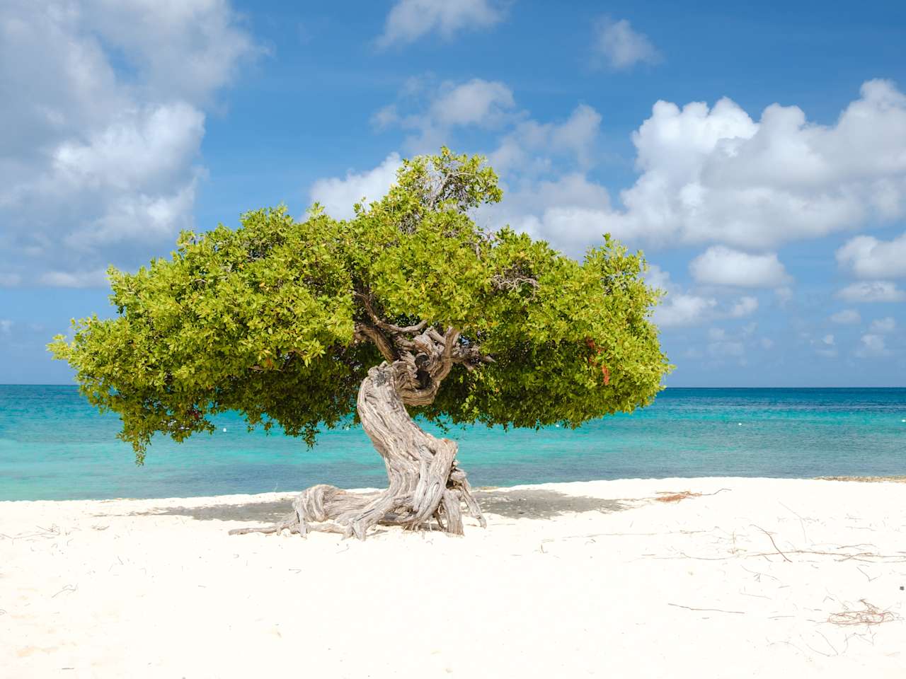 Berühmter Fofoti Baum am Eagle Beach auf Aruba, Karibik © Shutterstock