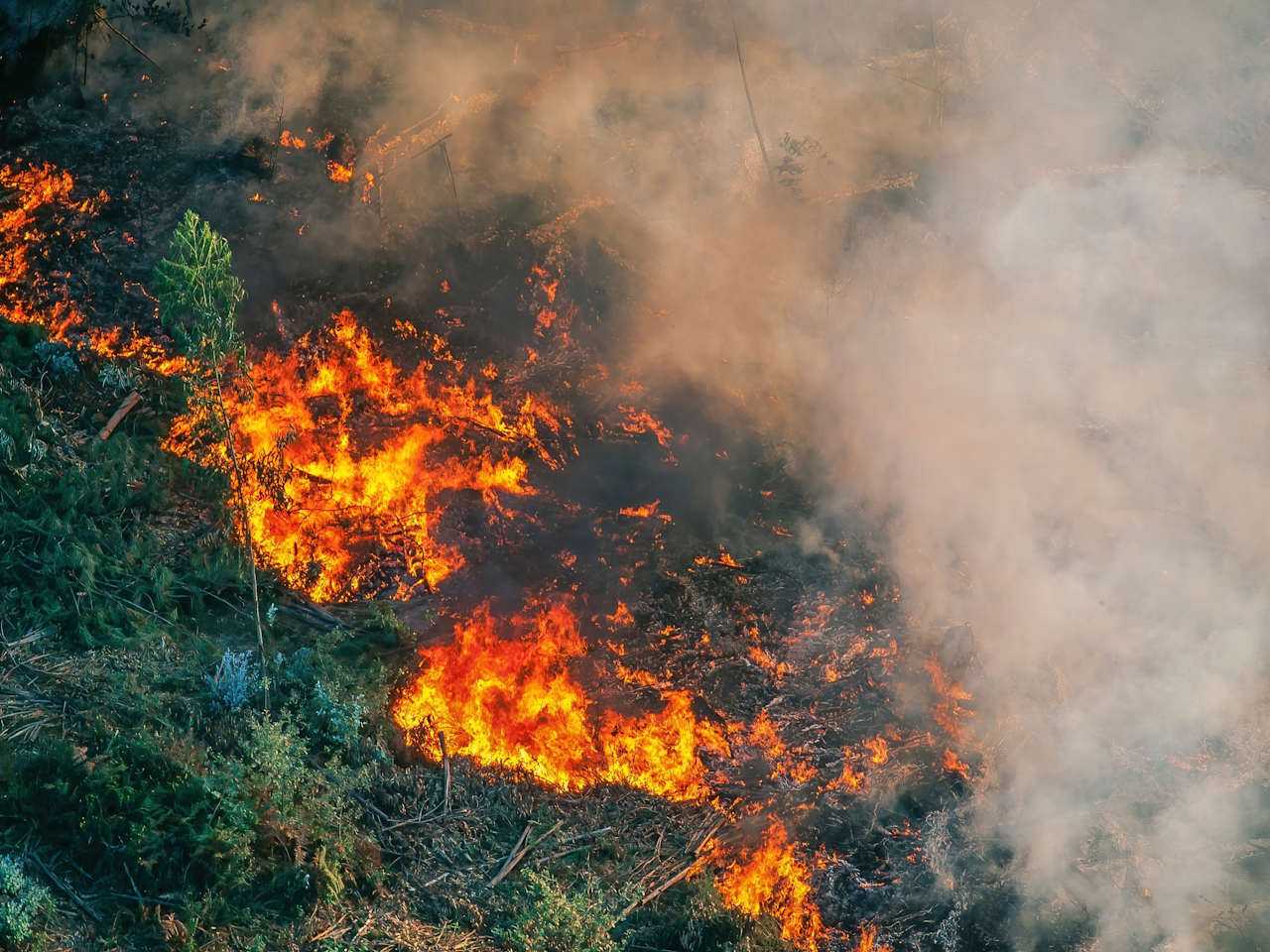 Ein Wald steht in Flammen.