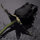 black_roses