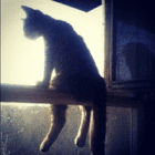 finest_windkatze