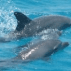 dolphin2
