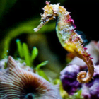 seahorse1
