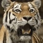 tiger-reise