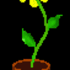 Sonnenblume2834