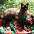 Cat1