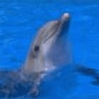 dolphine