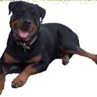 rottiprinz