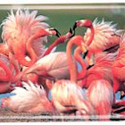 Flamingo99