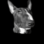 rabbitmaker