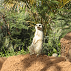 panikeule