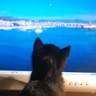 Fernwehkatze