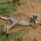 aussibaby