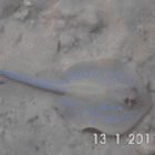 arabia3