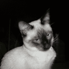 Sammy1966