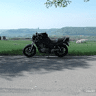 meyer77