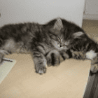 angelika_reiswich@yahoo.de