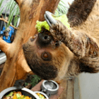 reisende_inka