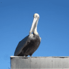 Stella7777