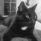 maus1975