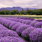 Lavandula