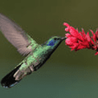 Colibri