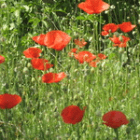 rosihilfers