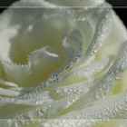 WasserfischBlubb