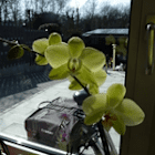 Orchidee_2013