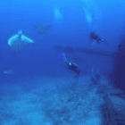 divecalypso