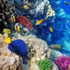 sunnyredsea