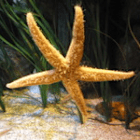 simonepilatus