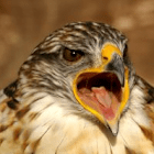 nachtfalke_2000