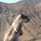 fuertefuchs