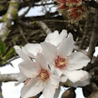 Garten-Zwerg146