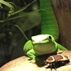 Gecko99