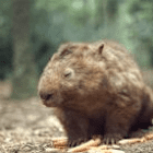wombat07