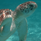 Beate R.