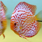 diskusfisch